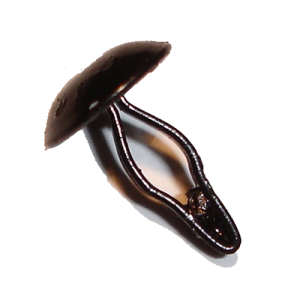 Multi-Purpose Clip - Fits 1/8" Hole